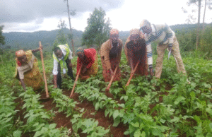 Plantation evolution