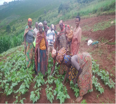 plantation 2